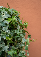 Variegated English Ivy