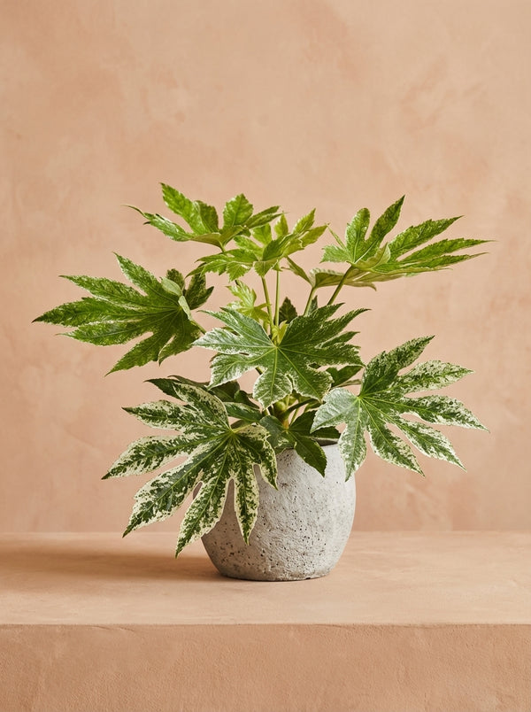 Fatsia Japonica