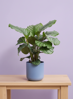 Calathea Orbifolia