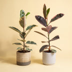 Single Stem Rubber Plant | Ficus Elastica