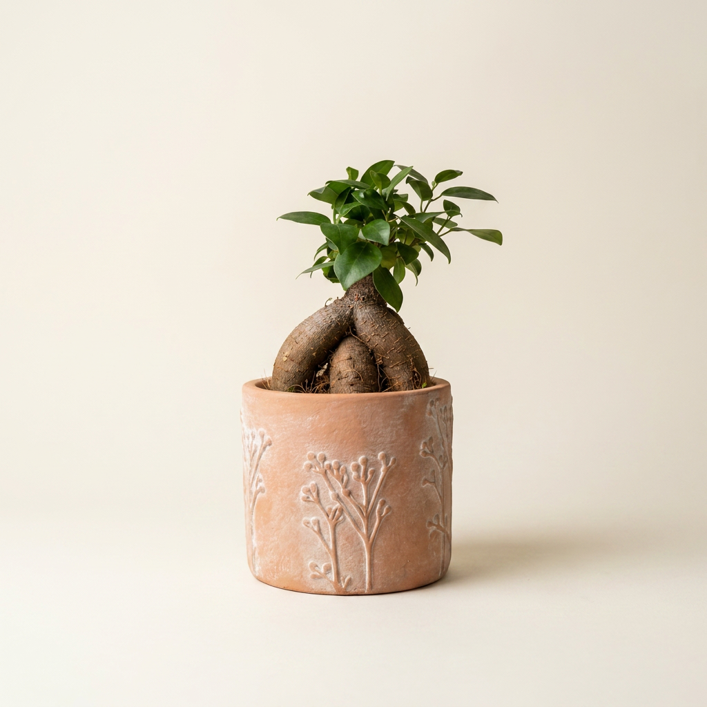 Ficus Ginseng Bonsai Tree