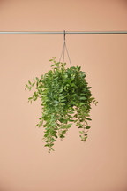 Shaggy Lipstick Plant