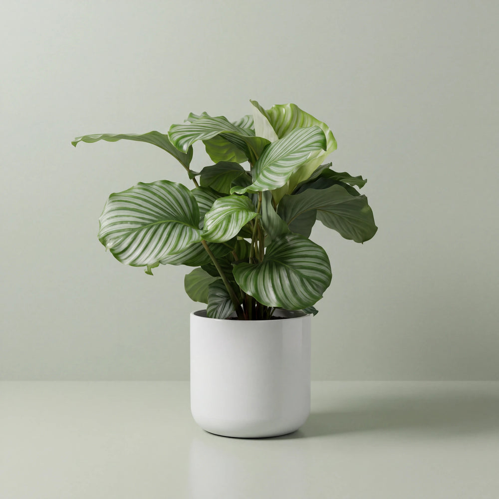 Jumbo Calathea Orbifolia