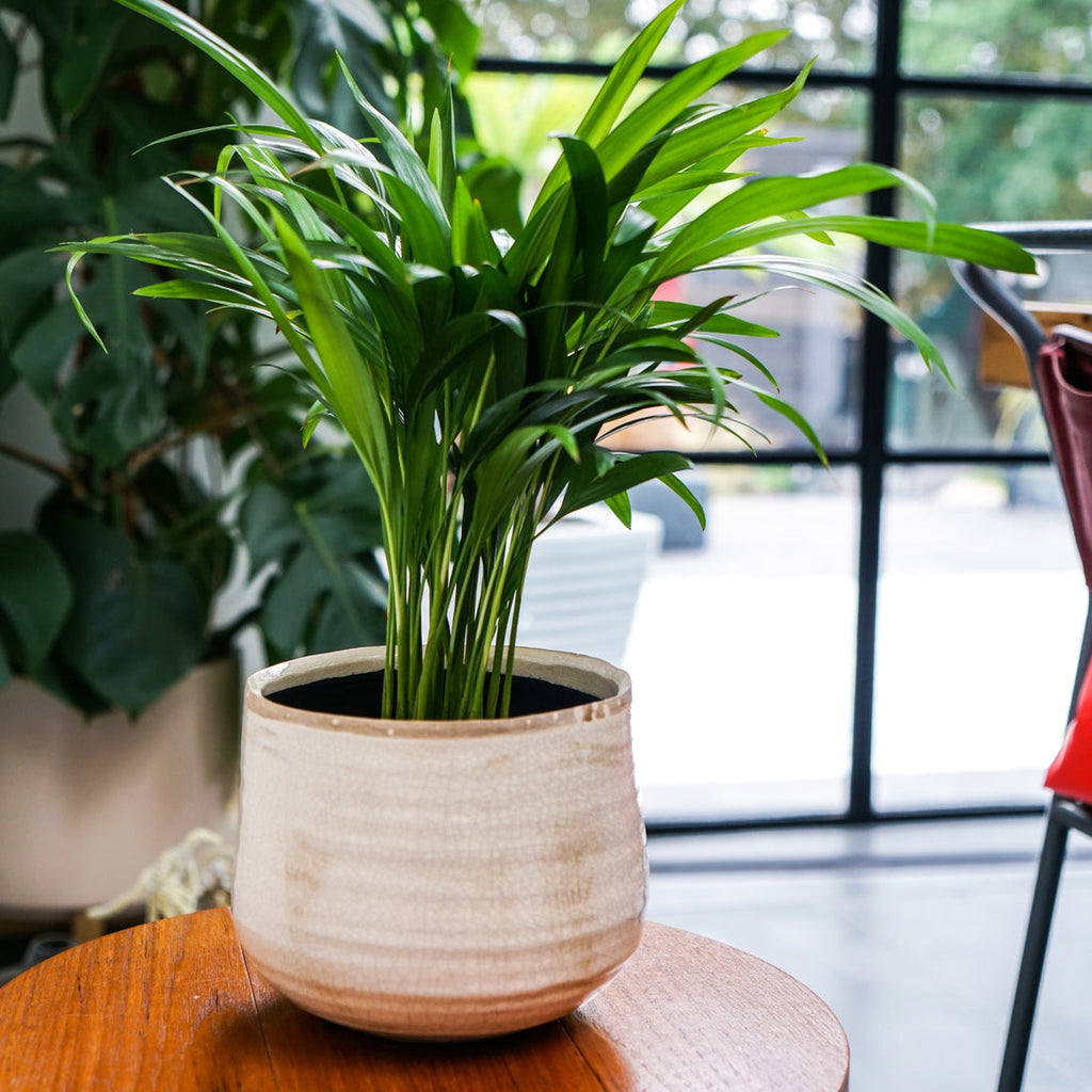 Como Planter In Ivory
