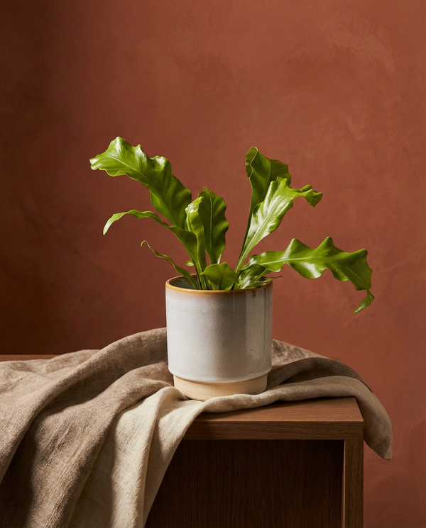 Birds Nest Fern