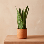 Snake Plant 'Jamaiquina'