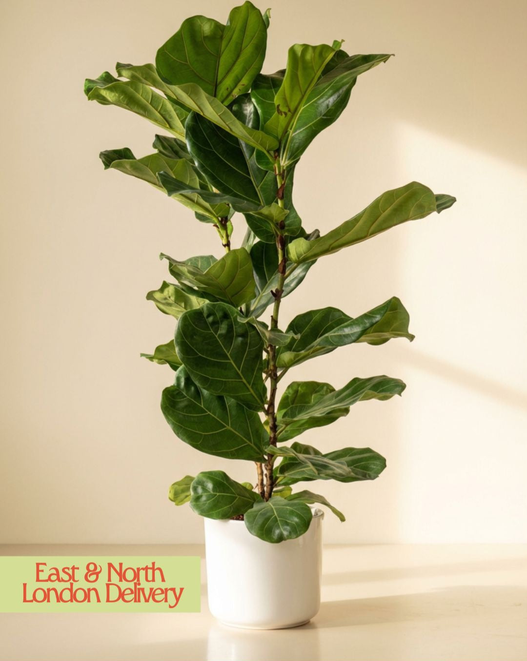Double Stem Fiddle Leaf Fig