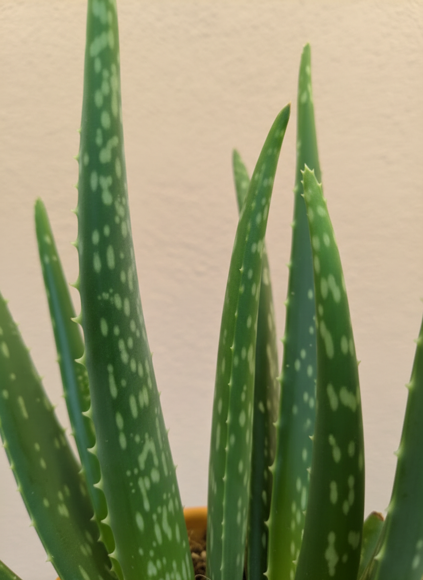 Aloe Vera