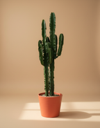 Euphorbia | Cactus