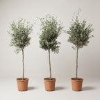 Olive Tree