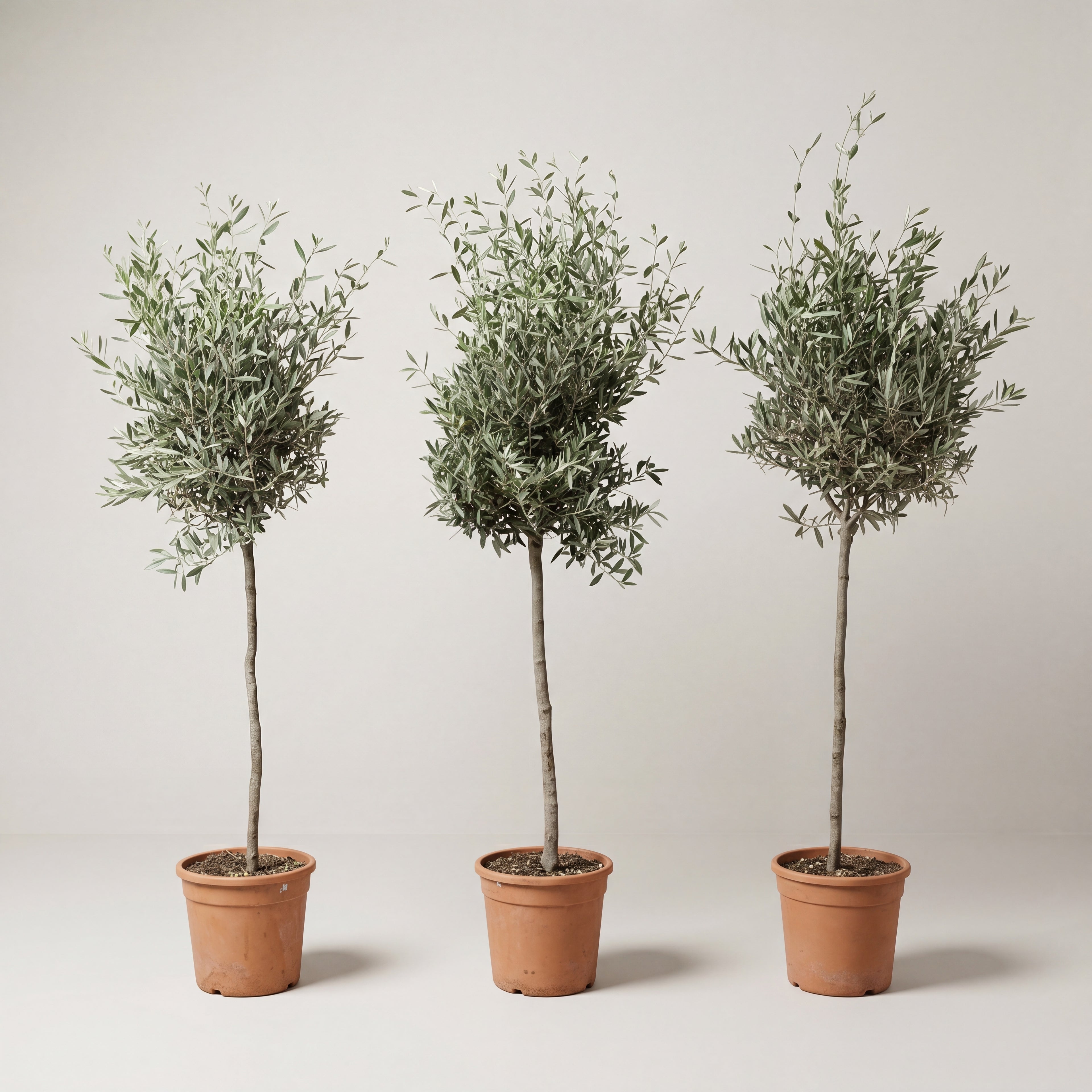 Olive Tree