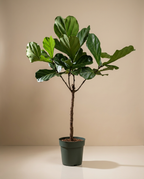 Fiddle Leaf Fig