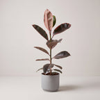 Single Stem Rubber Plant | Ficus Elastica