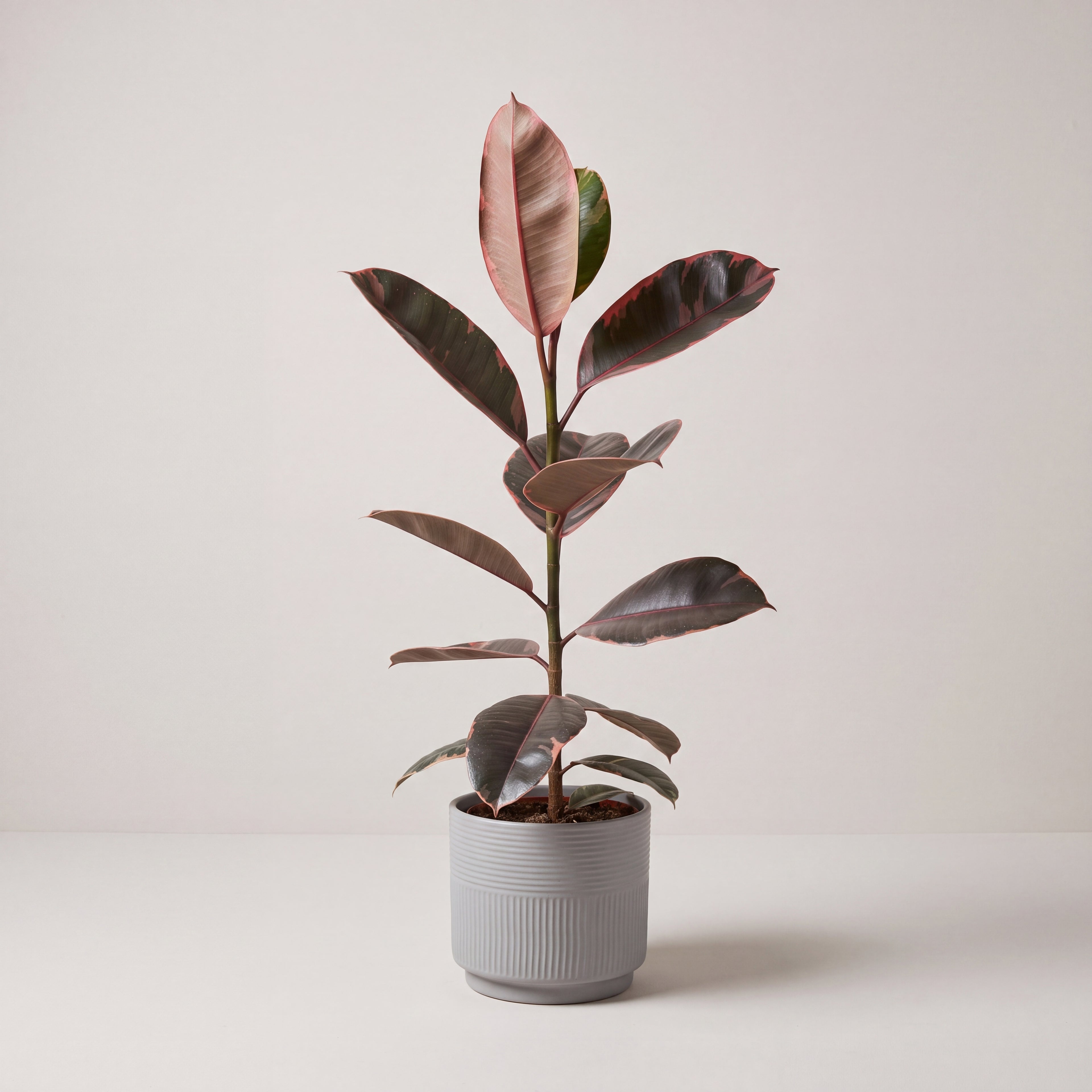 Single Stem Rubber Plant | Ficus Elastica