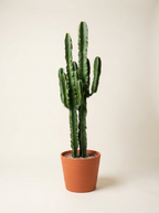 Euphorbia | Cactus