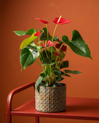 Red Flamingo Anthurium