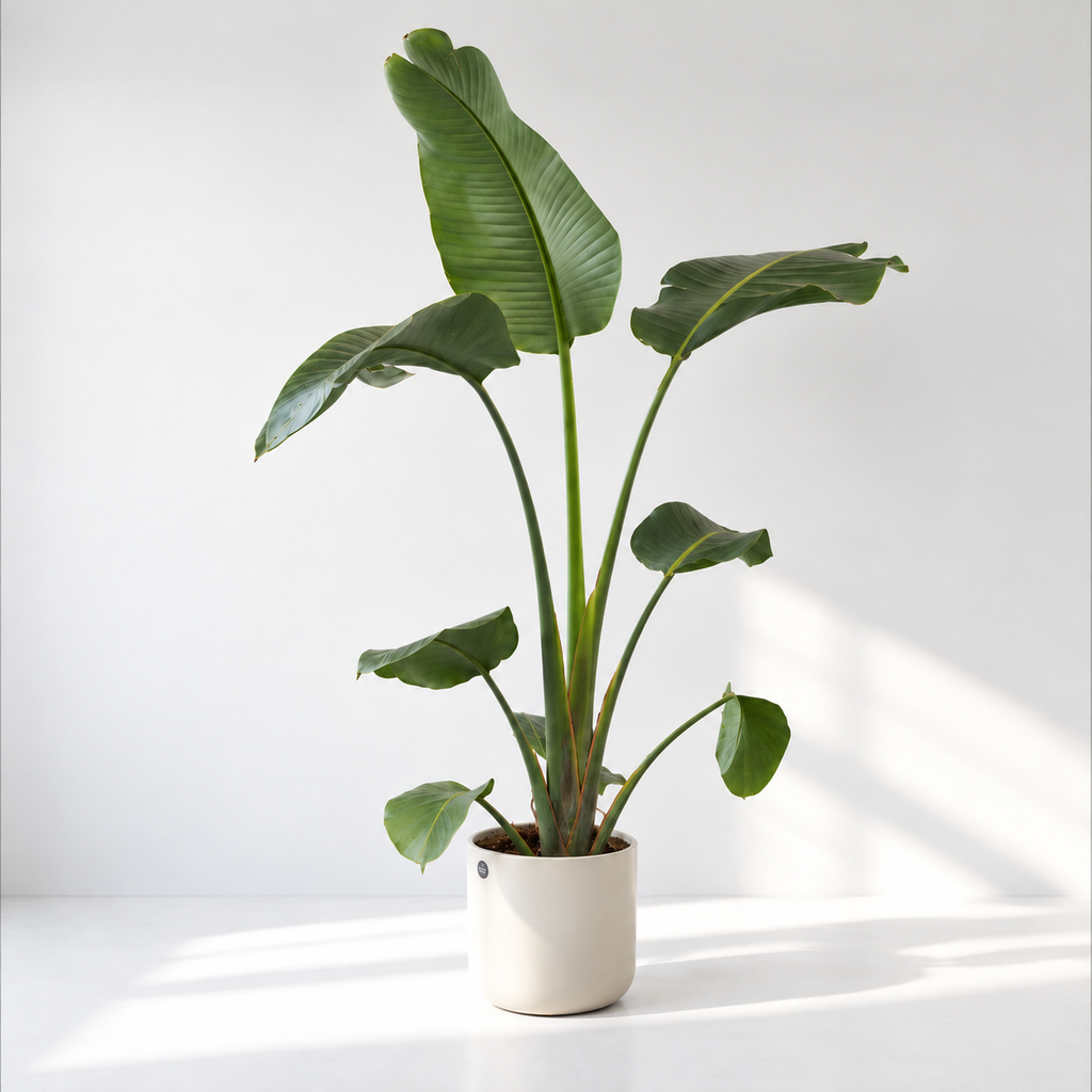 Strelitzia nicolai giant Bird of Paradise plant