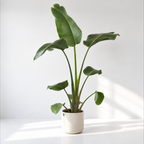 Strelitzia nicolai giant Bird of Paradise plant