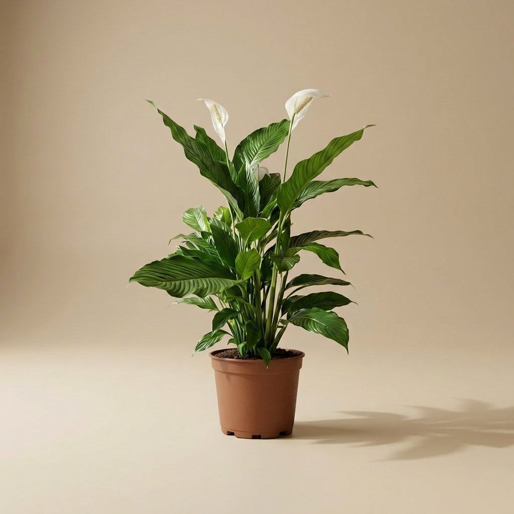 Jumbo Peace Lilly