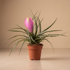 Pink Quill Plant