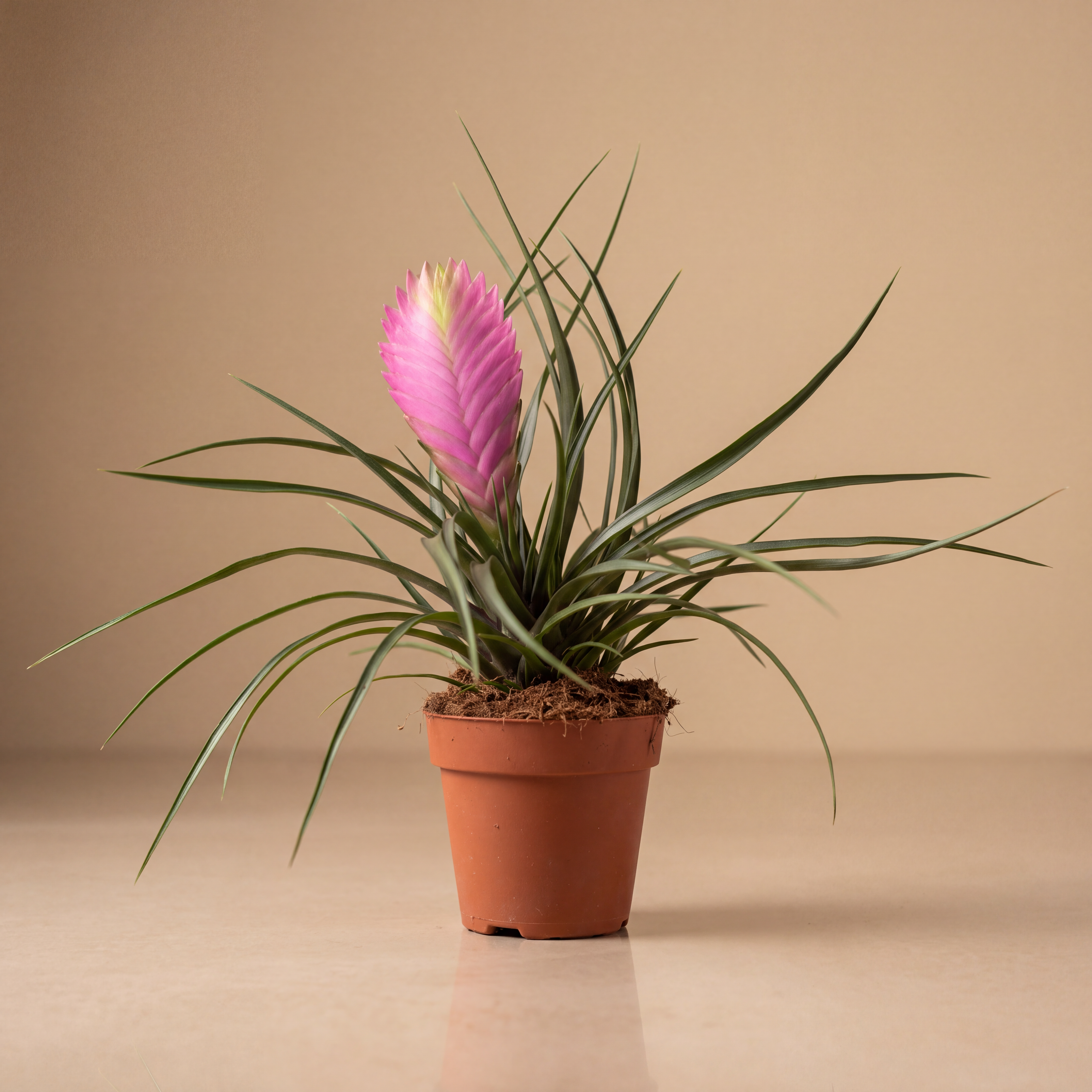 Pink Quill Plant