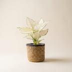 Aglaonema ‘White Joy’