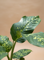 Spotty Diffenbachia