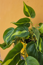 Heartleaf Philodendron