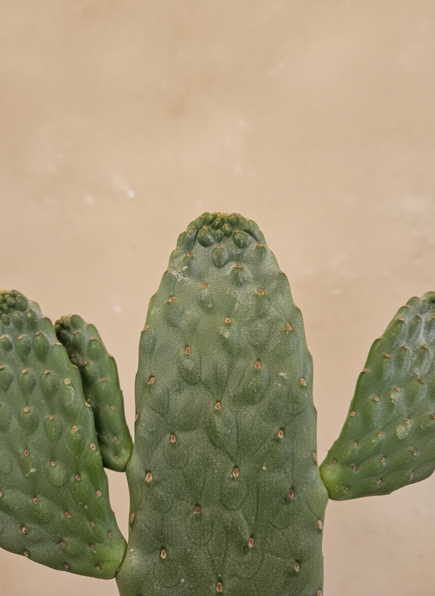 Opuntia Cactus