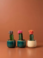 Mini Moon Cactus + Pot Set