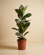 Green Rubber Plant
