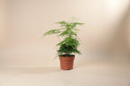 Asparagus Fern