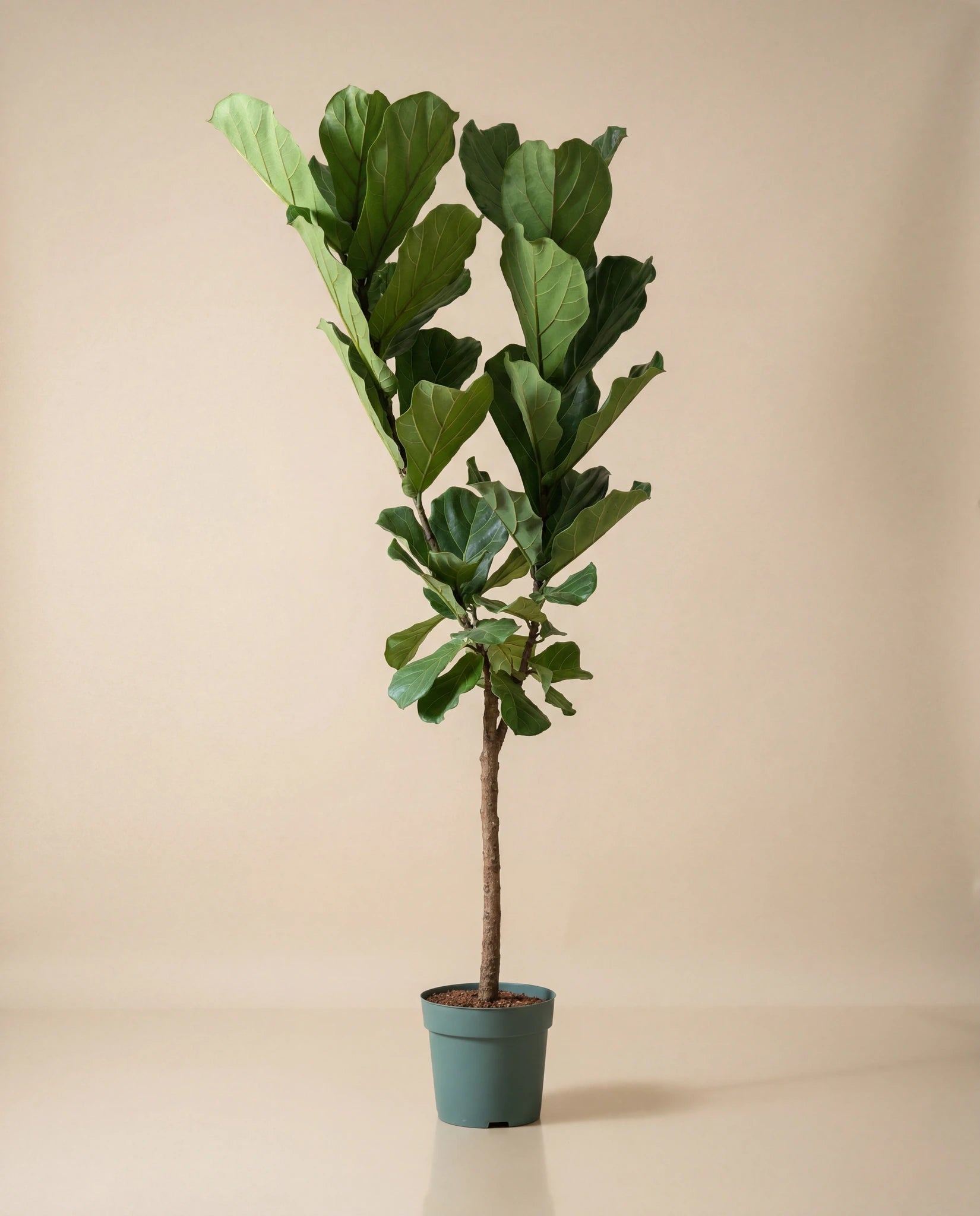 fiddle leaf fig plant for sale near me Fiddle Leaf Fig – Plant Warehouse