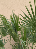 European Fan Palm