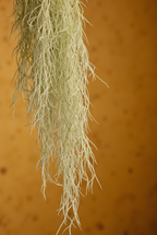 Spanish Moss