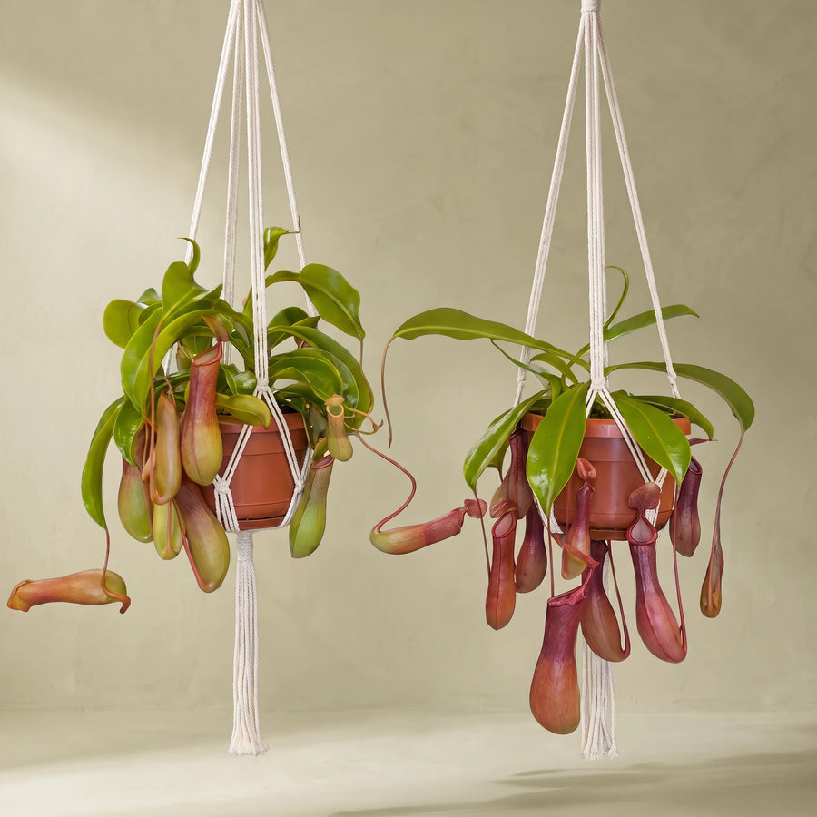 Tropical Pitcher Plant