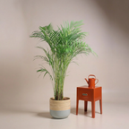 Areca Palm