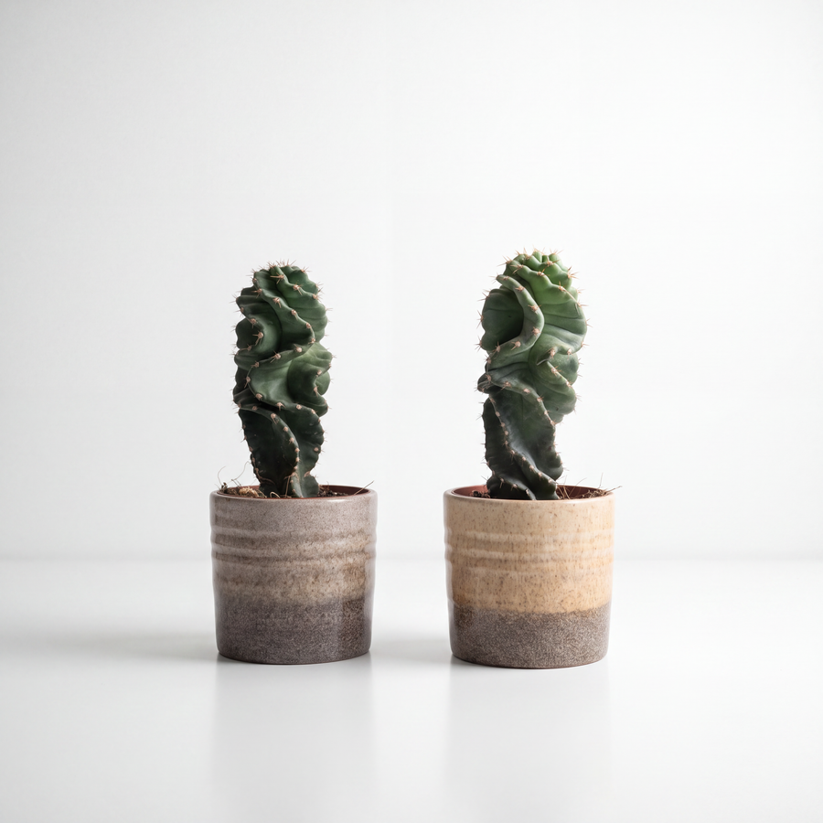 Spiral Cactus