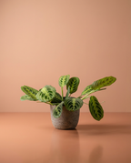 Lemon & Lime Maranta