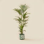 Kentia Palm