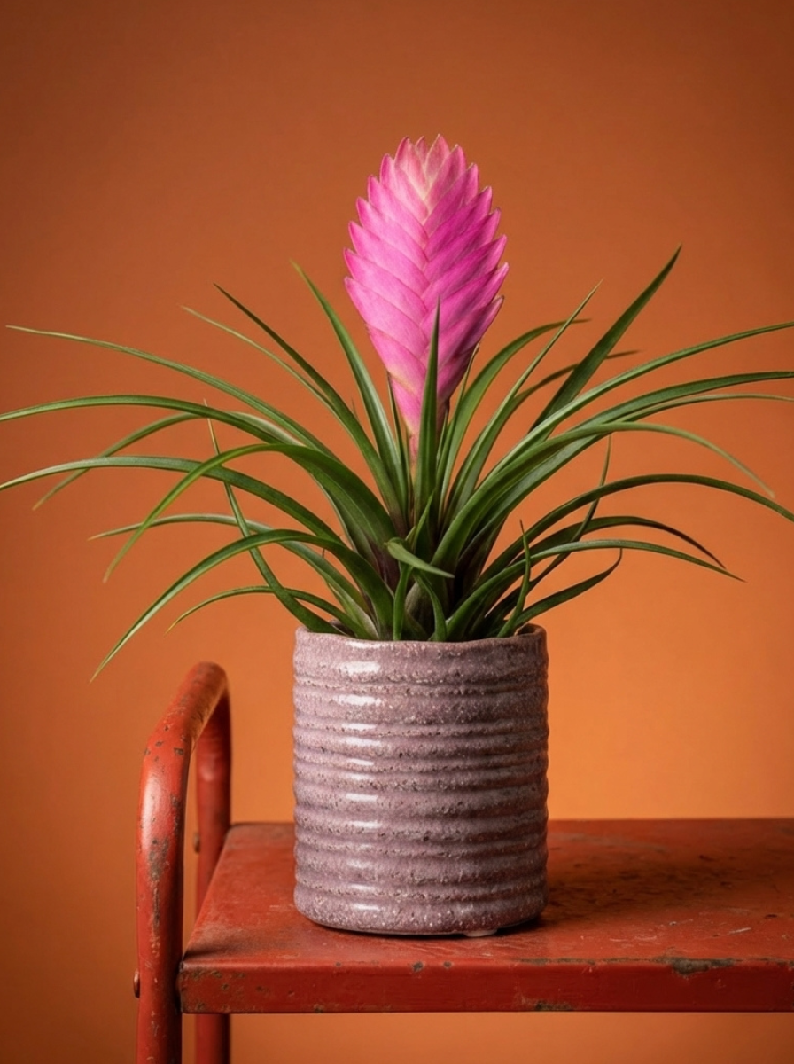 Pink Quill Plant