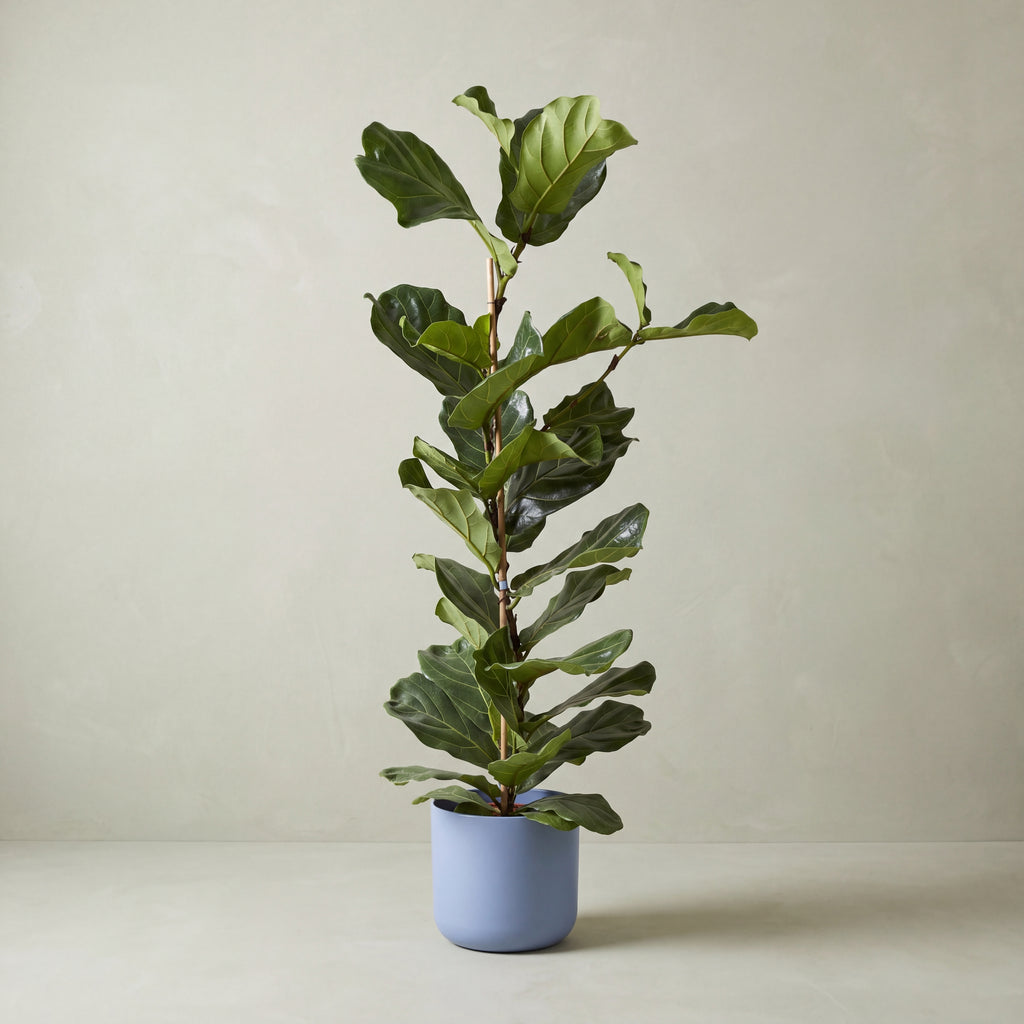 Fiddle Leaf Fig