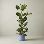 Fiddle Leaf Fig