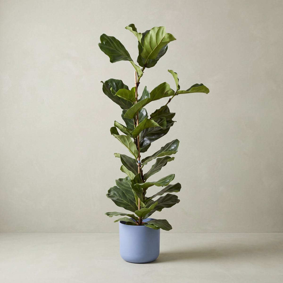 Fiddle Leaf Fig