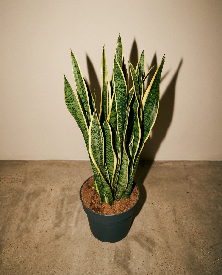 Snake Plant 'Laurentii'