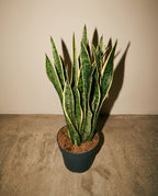 Snake Plant 'Laurentii'