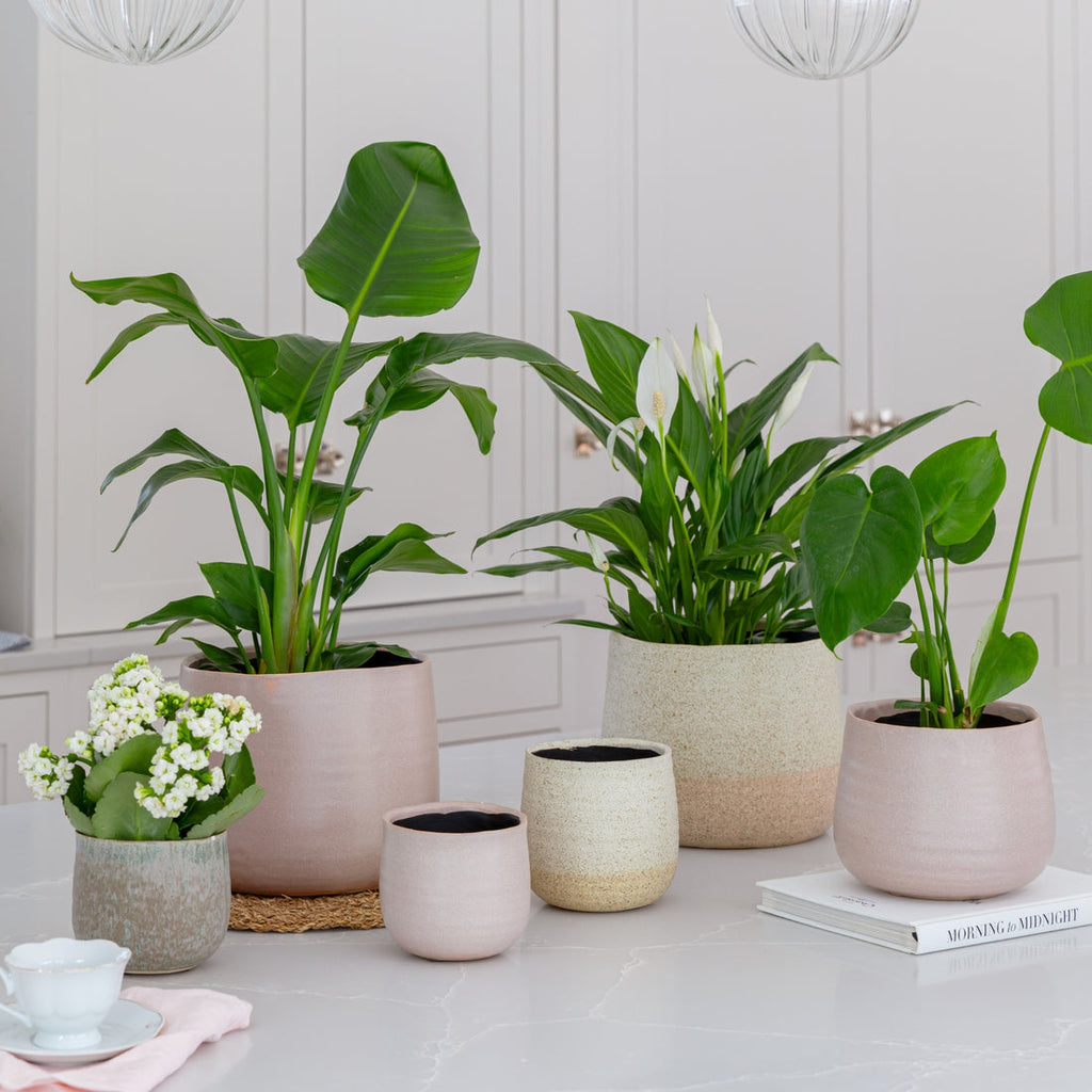 Celeste Planter In Cream