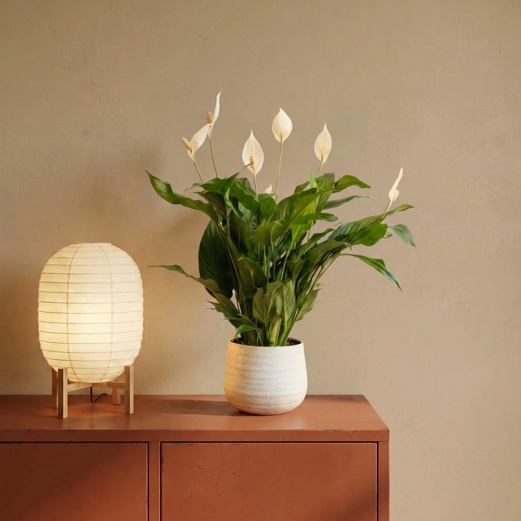 Peace Lilly