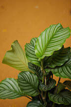 Calathea Orbifolia Small