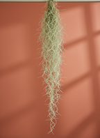Spanish Moss